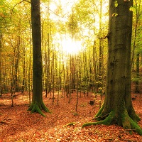 golden light through forest trees